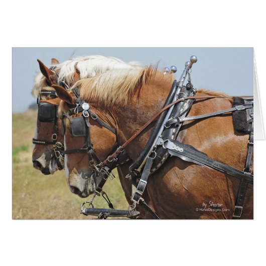 Belgian Draft Horse Team Cards (Front Horizontal)