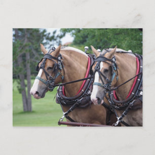 Belgian Draft Horse Team Postcard
