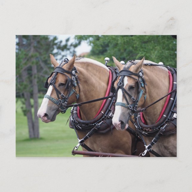 Belgian Draft Horse Team Postcard (Front)