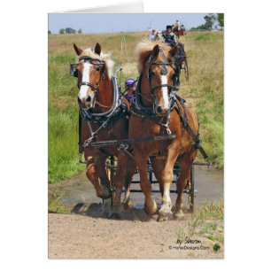 Belgian Draft Horses Cards