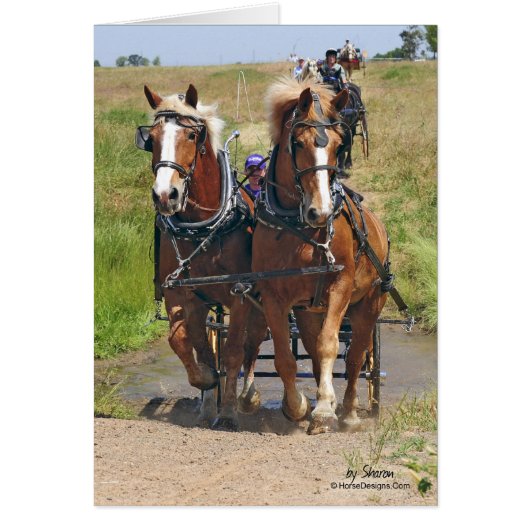 Belgian Draft Horses Cards (Front)
