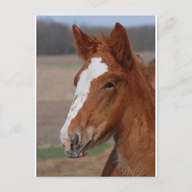 Belgian filly postcard (Front)