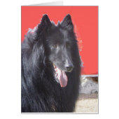 Belgian  Groenendael (Front)