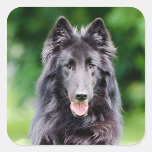 Belgian Groenendael dog Belgian Shepherd photo Square Sticker