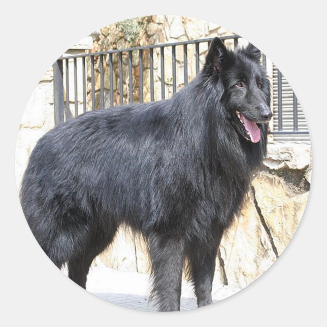 Belgian  (Groenendael) full Classic Round Sticker (Front)