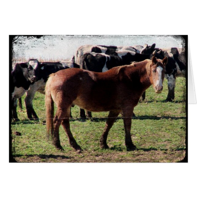 Belgian Horse and Dairy Cattle Cards (Front Horizontal)