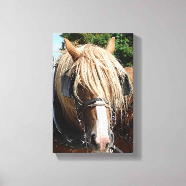 Belgian Horse Canvas Print (Front)