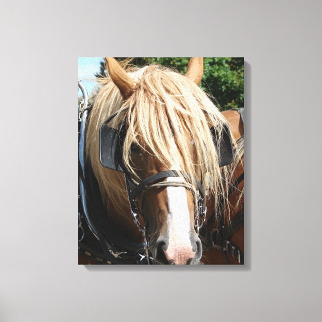 Belgian Horse Canvas Print (Front)