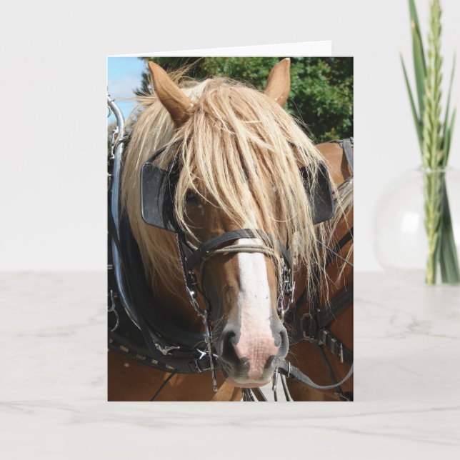Belgian Horse Card (Front)