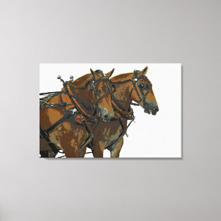 Belgian Horse Draft Team Stretched Canvas Art