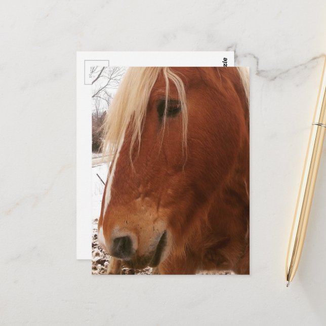 Belgian Horse Gelding Postcard (Front/Back In Situ)