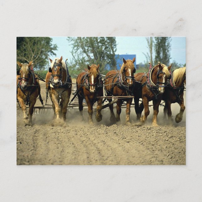 Belgian horses plowing, six-up, Red Top Farm, Cali Postcard (Front)