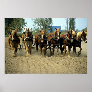 Belgian horses plowing, six-up, Red Top Farm, Cali Poster