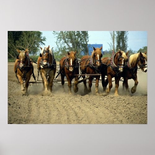 Belgian horses plowing six_up Red Top Farm Cali Poster