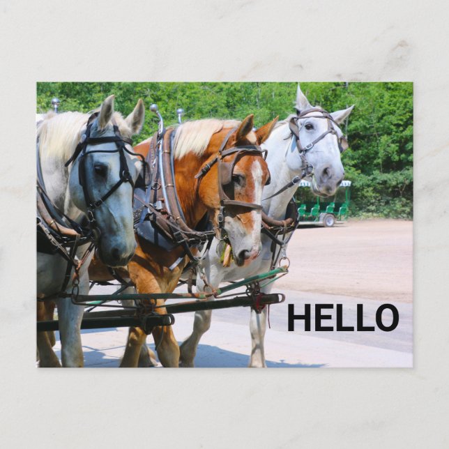 Belgian Horses Postcard (Front)