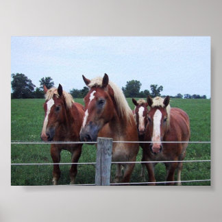 Belgian Horses Poster