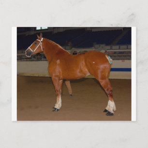 Belgian in show ring postcard