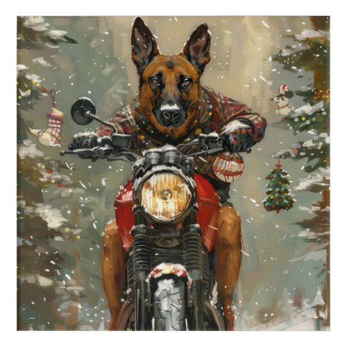 Belgian Malinoi Dog Riding Motorcycle Christmas  Acrylic Print