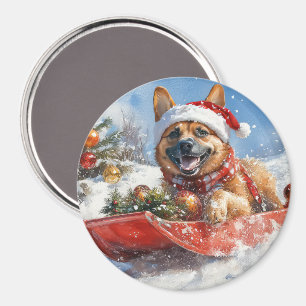 Belgian Malinoi in Sledge Let it Snow Christmas Magnet