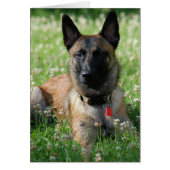 Belgian Malinois (Front)