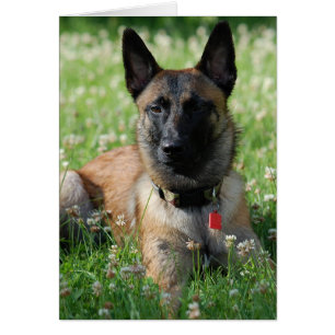 Belgian Malinois