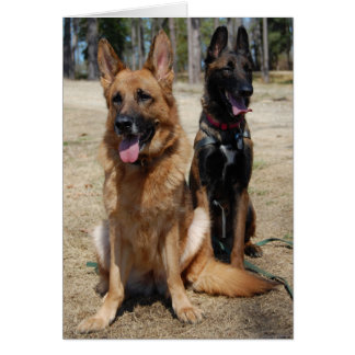 Belgian Malinois and German Shepherd Cards