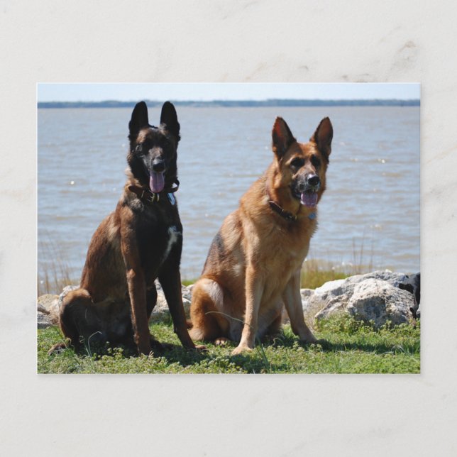 Belgian Malinois and German Shepherd Postcard (Front)