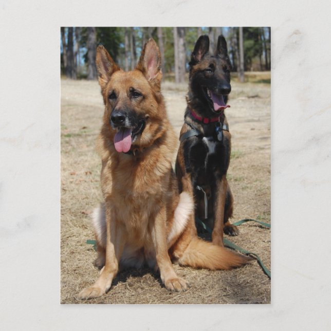 Belgian Malinois and German Shepherd Postcard (Front)