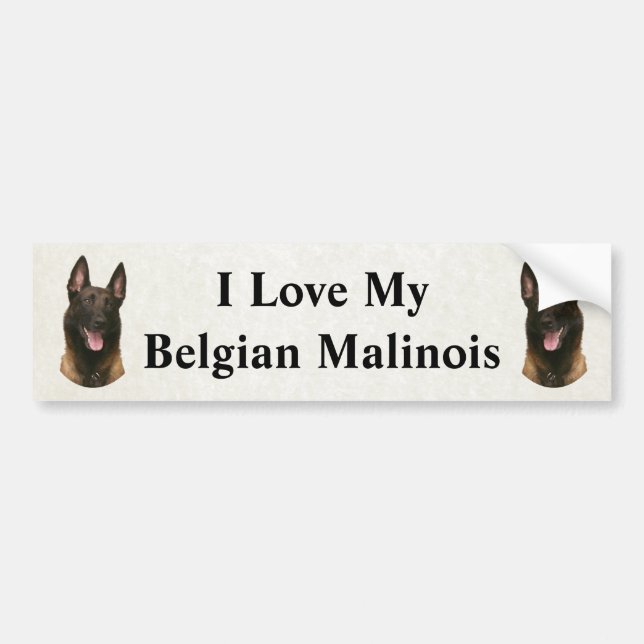 belgian malinois bumper sticker (Front)