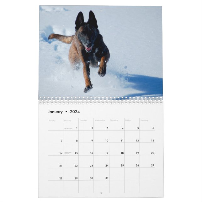Belgian Malinois Calendar | Zazzle belgian-malinois-calendar-zazzle