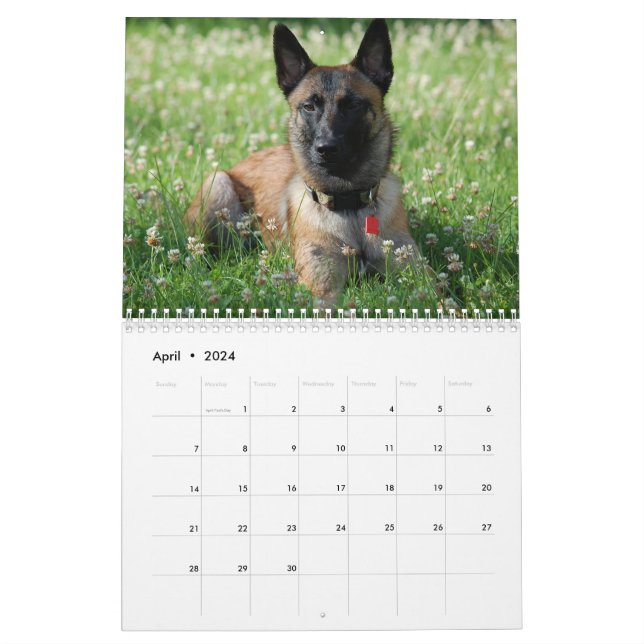 Belgian Malinois Calendar | Zazzle belgian-malinois-calendar-zazzle