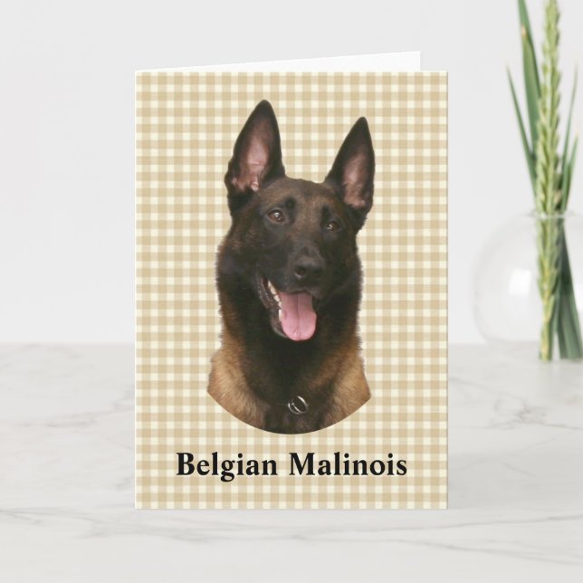belgian malinois card (Front)