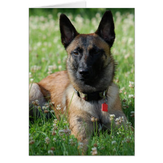 Belgian Malinois Cards