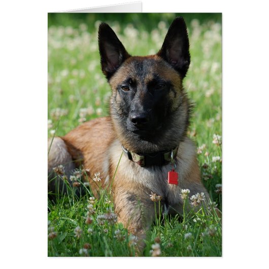 Belgian Malinois Cards (Front)