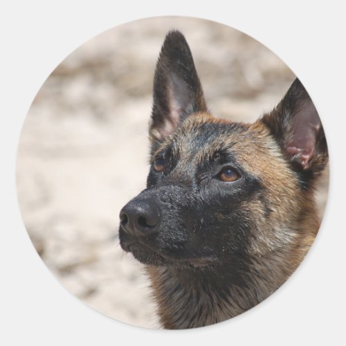 Belgian Malinois Classic Round Sticker