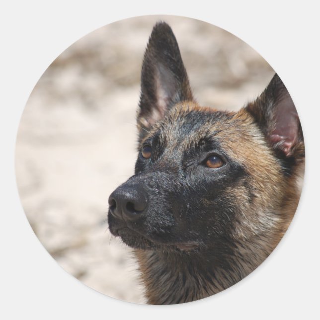 Belgian Malinois Classic Round Sticker (Front)