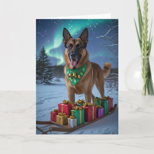 Belgian Malinois Dog Christmas Greeting Card (Front)