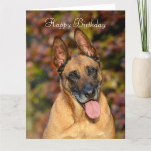 Happy Malinois Gifts On Zazzle