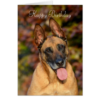 Belgian Malinois Birthday Cards - Invitations, Greeting & Photo Cards 