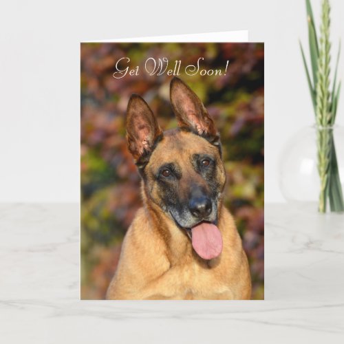 Belgian Malinois dog custom Get Well Soon card