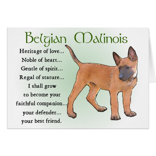 Belgian Malinois Gifts Cards (Front Horizontal)