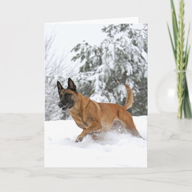 Belgian Malinois in Snow greeting card (Front)