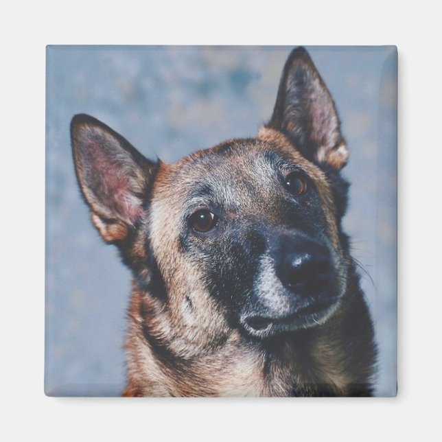 Belgian Malinois Magnet (Front)