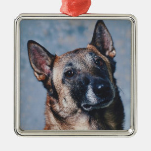 Belgian Malinois Ornament