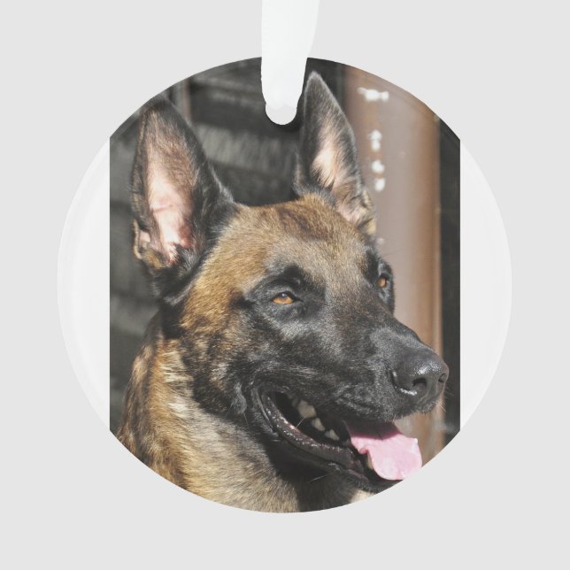 belgian malinois.png ornament (Front)