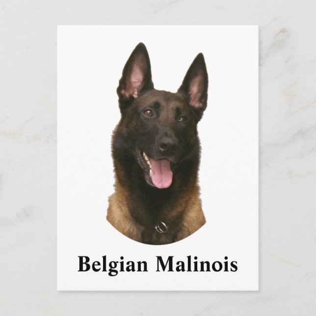 belgian malinois postcard (Front)