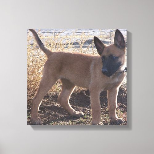 Belgian_Malinois_Puppy full Canvas Print