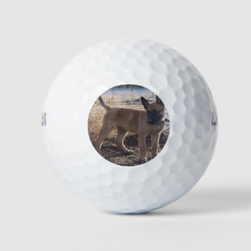 Belgian_Malinois_Puppy full Golf Balls