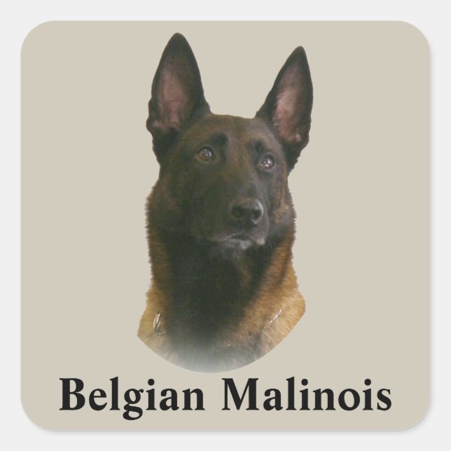 belgian malinois square sticker (Front)