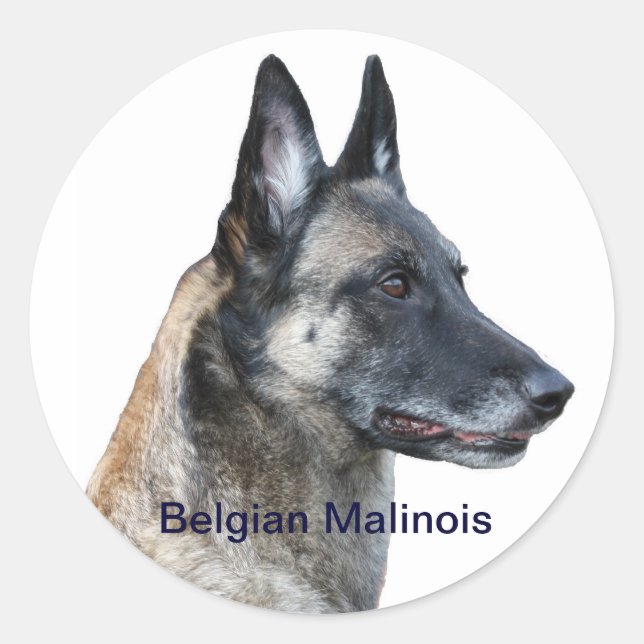 Belgian Malinois Sticker (Front)